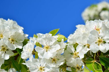 Bulanık yeşil ve mavi arkaplanlı beyaz bahar çiçekleri