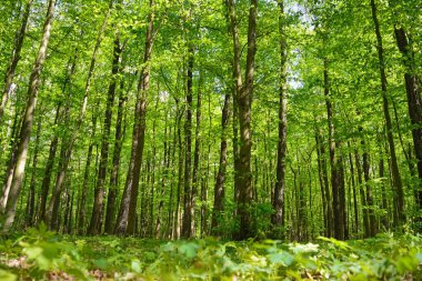 Uzun ağaç gövdelerinden süzülen yoğun yeşil orman.
