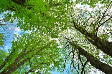 Mavi gökyüzüne bakan uzun yeşil ağaçlara bakıyorum.