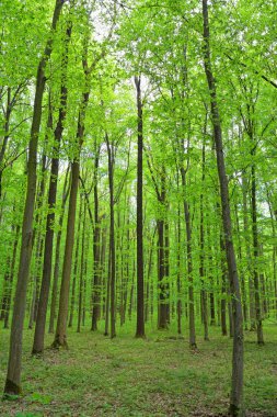 Uzun ağaç gövdelerinden süzülen yoğun yeşil orman.