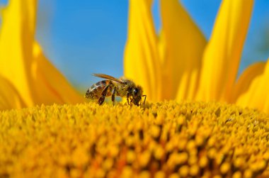 Bal arısı mavi gökyüzüne karşı ayçiçeği üzerinde polen topluyor