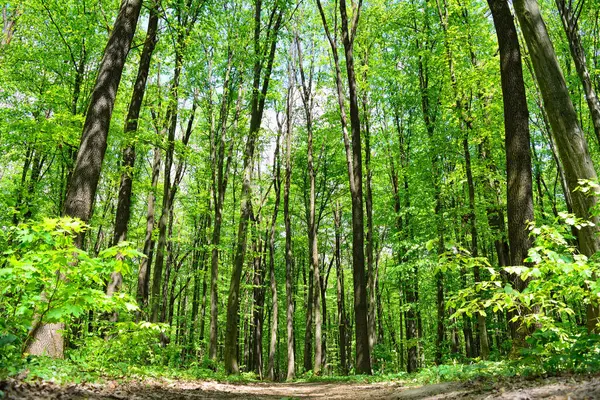 Uzun ağaç gövdelerinden süzülen yoğun yeşil orman.