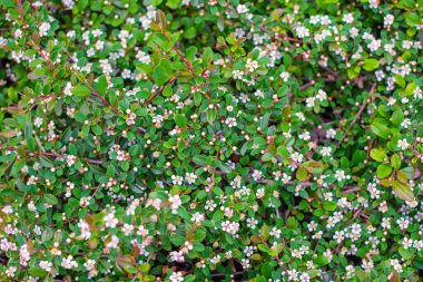 Yoğun yeşil kronometre yaprakları küçük beyaz çiçeklerle kaplı.