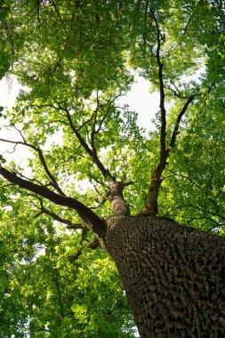 Parlak yeşil yaprakları olan uzun bir ağaca bakıyorum.
