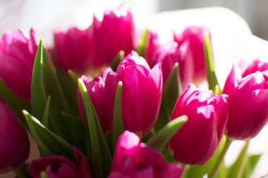 Yeşil saplı zarif pembe lale çiçekleri, yakın çekim.