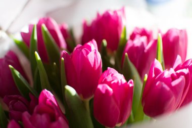 Yeşil saplı zarif pembe lale çiçekleri, yakın çekim.