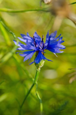 Mavi çiçek, yeşil çimlerin arasında bir tarlada açar.