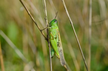 Yeşil bir bitki sapında oturan yabani çekirge, doğal yaşam alanı.