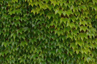 Bir yüzeyi kaplayan yoğun sarmaşık yapraklarının doğal yeşil arkaplanı