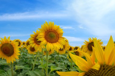 Tarım alanında mavi gökyüzüne karşı açan sarı ayçiçekleri
