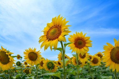 Tarım alanında mavi gökyüzüne karşı açan sarı ayçiçekleri