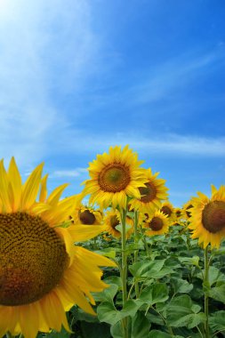 Tarım alanında mavi gökyüzüne karşı açan sarı ayçiçekleri
