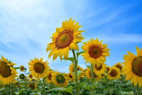 Tarım alanında mavi gökyüzüne karşı açan sarı ayçiçekleri