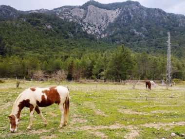 Çayırda kahverengi bir at.