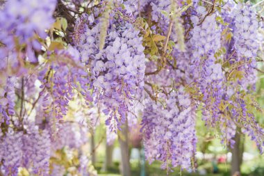 Taze yeşil yaprakların arasında gür leylak çiçekleri parlıyor. Canlı bir bahar yenilenmesi dansı.