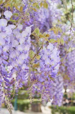 Taze yeşil yaprakların arasında gür leylak çiçekleri parlıyor. Canlı bir bahar yenilenmesi dansı.