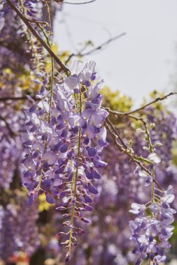 Taze yeşil yaprakların arasında gür leylak çiçekleri parlıyor. Canlı bir bahar yenilenmesi dansı.