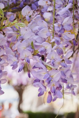 Çiçekler çiçek açar doğal bir arka planda, canlı bir renk ve hayat dansı sergilerler.