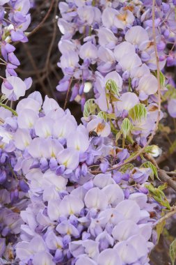 Taze yeşil yaprakların arasında gür leylak çiçekleri parlıyor. Canlı bir bahar yenilenmesi dansı.