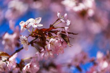 Çiçek açan sakura ağacı, pembe yapraklar, bahar dönemi arka planı, yakın plan.