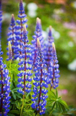 Mor lupin ya da Lupinus polyphyllus, süs bahçesinde çiçek açan, bulanık arka plan, seçici odak, yakın çekim.