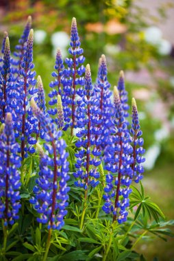 Mor lupin ya da Lupinus polyphyllus, süs bahçesinde çiçek açan, bulanık arka plan, seçici odak, yakın çekim.