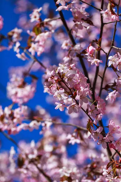 Çiçek açan sakura ağacı, pembe yapraklar, bahar dönemi arka planı, yakın plan.