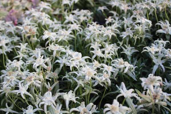 Blommande Edelweiss Trädgården — Stockfoto