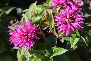 Bahçede çiçek açan arı merhemi