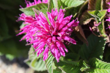 Bahçede çiçek açan arı merhemi