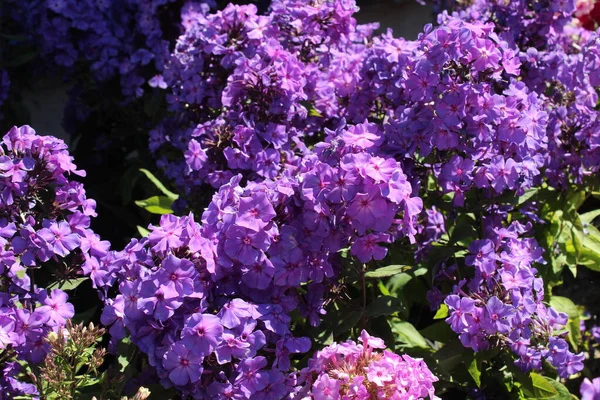 Blossoming Phlox Garden — Stock Photo, Image
