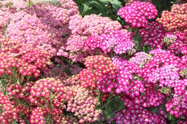 Pink Blossoming Yarrow Garden — Stock Photo, Image