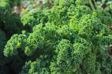 Sonbaharda bahçede lahana