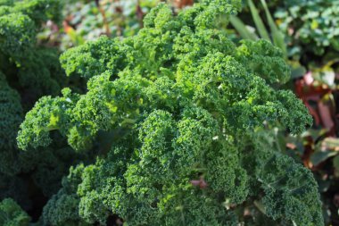 Sonbaharda bahçede lahana