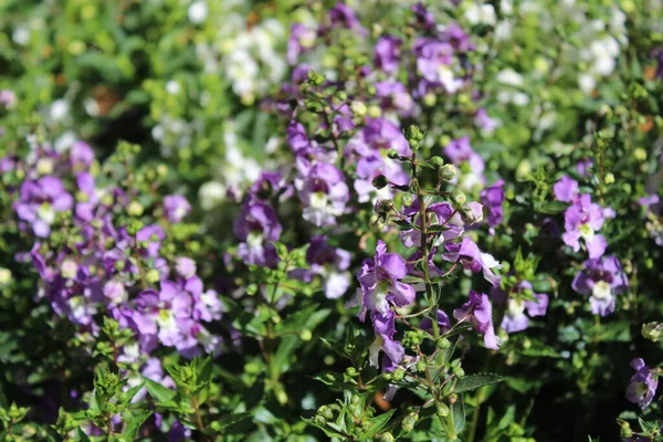 stock image blossoming angelonia in the garden