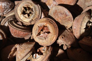 Sepette Eukalyptus meyvesi