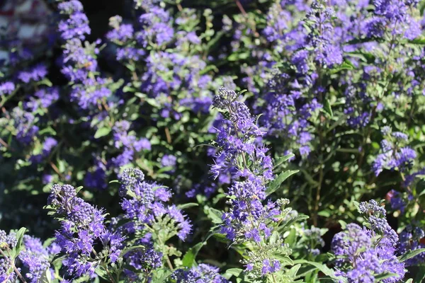 Virágzó Kékszakáll Kertben — Stock Fotó