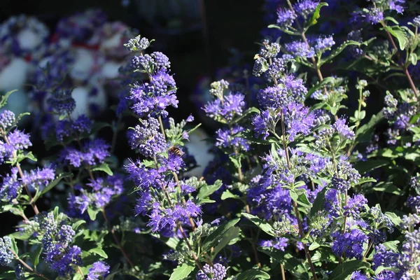 Kwitnąca Niebieska Broda Ogrodzie Zdjęcie Stockowe