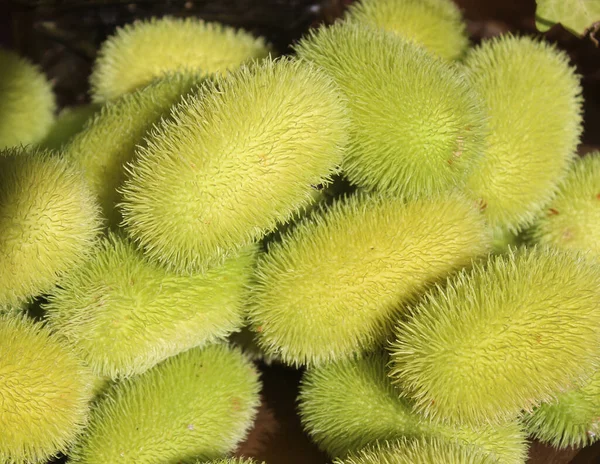 花园里的野生黄瓜 — 图库照片