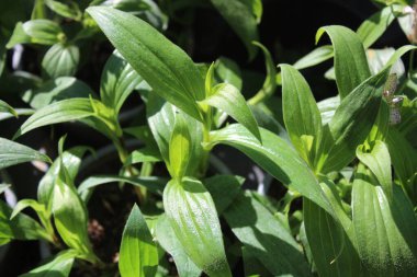 Bahçede çiçek açan kurbağa zambağı