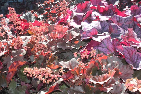Alumroot Autumn Garden — Stock Photo, Image