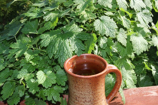 Herbata Dziurawca Ogrodzie — Zdjęcie stockowe
