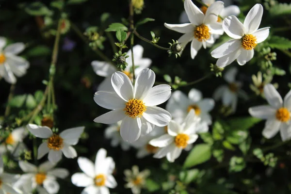 Weiße Blühende Blume Garten — Stockfoto