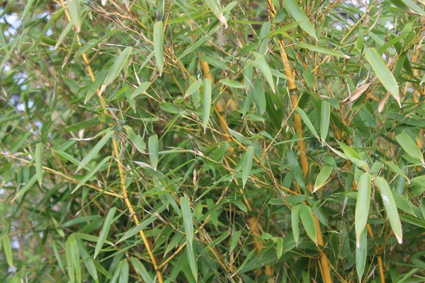 Bahçedeki Güzel Bambu — Stok fotoğraf