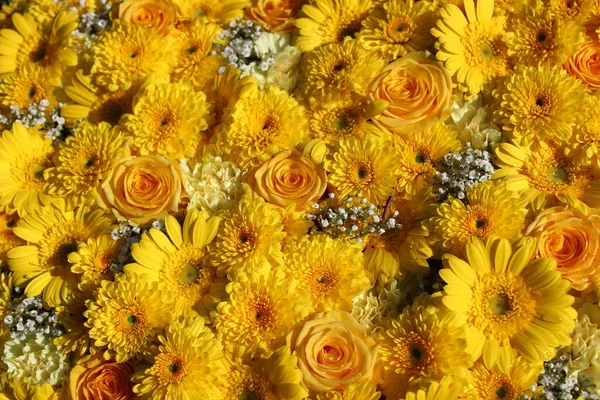 Flores Florescentes Maravilhosas Jardim — Fotografia de Stock