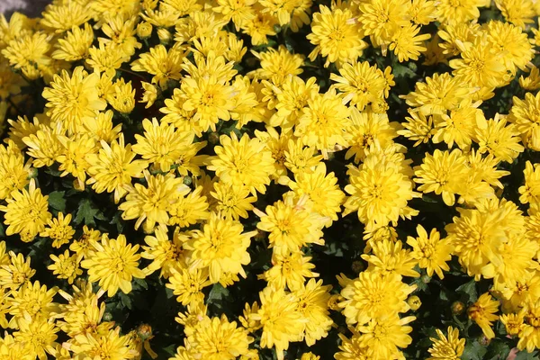 Kolorowe Crysanthemum Ogrodzie Obrazek Stockowy