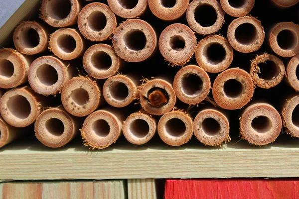 昆虫旅馆里的蜜蜂 — 图库照片