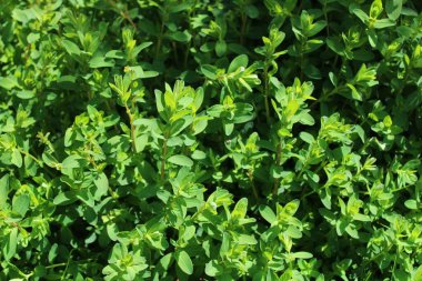 Genç Aziz John 'un otlaktaki otları