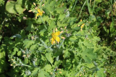 Bitki bahçesinde çiçek açan selandin.