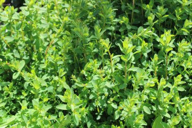 Genç Aziz John 'un otlaktaki otları